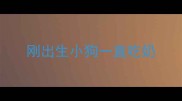 刚出生小狗一直吃奶