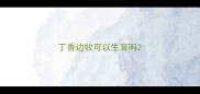 丁香边牧可以生育吗