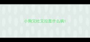 小狗又吐又拉是什么病