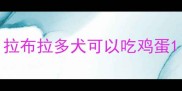 拉布拉多犬可以吃鸡蛋
