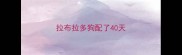 拉布拉多狗配了40天
