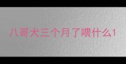 八哥犬三个月了喂什么