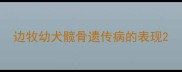 边牧幼犬髋骨遗传病的表现