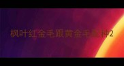 枫叶红金毛跟黄金毛配种
