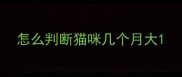 怎么判断猫咪几个月大