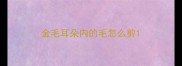 金毛耳朵内的毛怎么剪