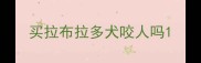 买拉布拉多犬咬人吗
