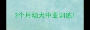 3个月幼犬中亚训练