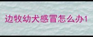边牧幼犬感冒怎么办