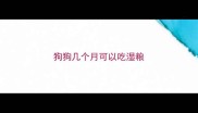 狗狗几个月可以吃湿粮