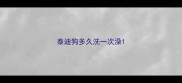 泰迪狗多久洗一次澡