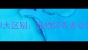 哈士奇与狼的8大区别宠物饲养者必知的养护指南