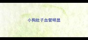 小狗肚子血管明显