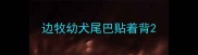 边牧幼犬尾巴贴着背
