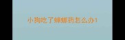 小狗吃了蟑螂药怎么办