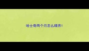 哈士奇两个月怎么喂养