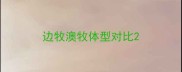 边牧澳牧体型对比