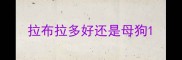 拉布拉多好还是母狗
