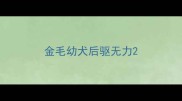 金毛幼犬后驱无力