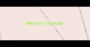 狗狗犬牙几个月开始换