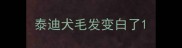 泰迪犬毛发变白了