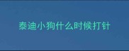 泰迪小狗什么时候打针