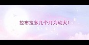 拉布拉多几个月为幼犬