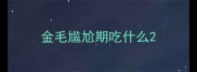 金毛尴尬期吃什么
