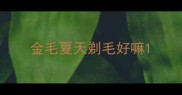 金毛夏天剃毛好嘛