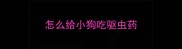 怎么给小狗吃驱虫药