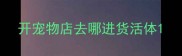 开宠物店去哪进货活体
