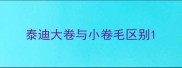 泰迪大卷与小卷毛区别