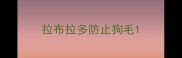 拉布拉多防止狗毛