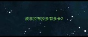 成年拉布拉多有多长
