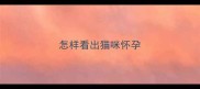 怎样看出猫咪怀孕