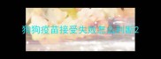 狗狗疫苗接受失败怎么判断
