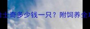 最新价格迷你哈士奇多少钱一只附饲养全攻略与避坑指南