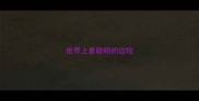 世界上最聪明的边牧