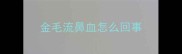 金毛流鼻血怎么回事