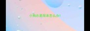 小狗总是尿床怎么办
