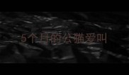 5个月的公猫爱叫