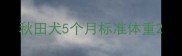 秋田犬5个月标准体重