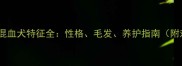边牧苏牧混血犬特征全性格毛发养护指南附对比表格