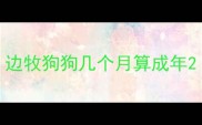边牧狗狗几个月算成年
