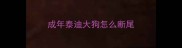 成年泰迪大狗怎么断尾