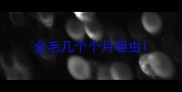 金毛几个个月驱虫
