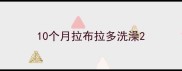10个月拉布拉多洗澡