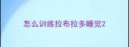怎么训练拉布拉多睡觉