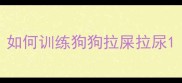 如何训练狗狗拉屎拉尿