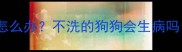 狗狗两个月不洗澡怎么办不洗的狗狗会生病吗附正确护理指南